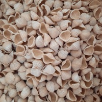 conchiglie_rigate_20260420_091634
